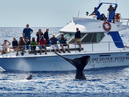 WHALE WATCHING