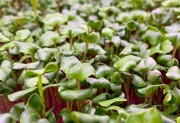 Ředkvička China Rose - detail výhonků