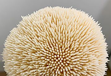 Korálovec Ježatý - pravidelné výrůstky 