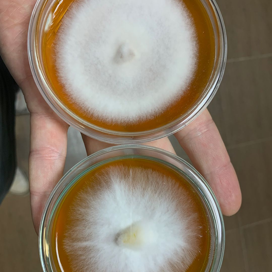 Mycelium prorůstající agarem v kultivační misce