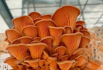 Hlíva Růžová - Mladé plodnice