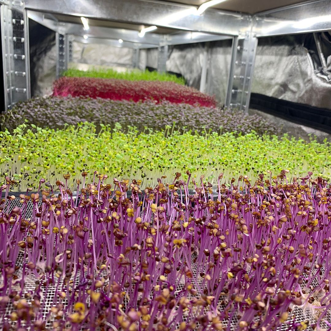 Různé druhy microgreens pěstované hydroponicky