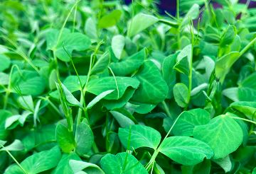 Hrášek microgreen - rostliny před sklizením