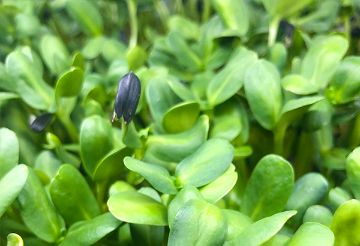 Slunečnice microgreen - detail listů a semen