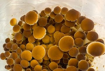 Polnička Topolová - plodnice těsně před sklizením