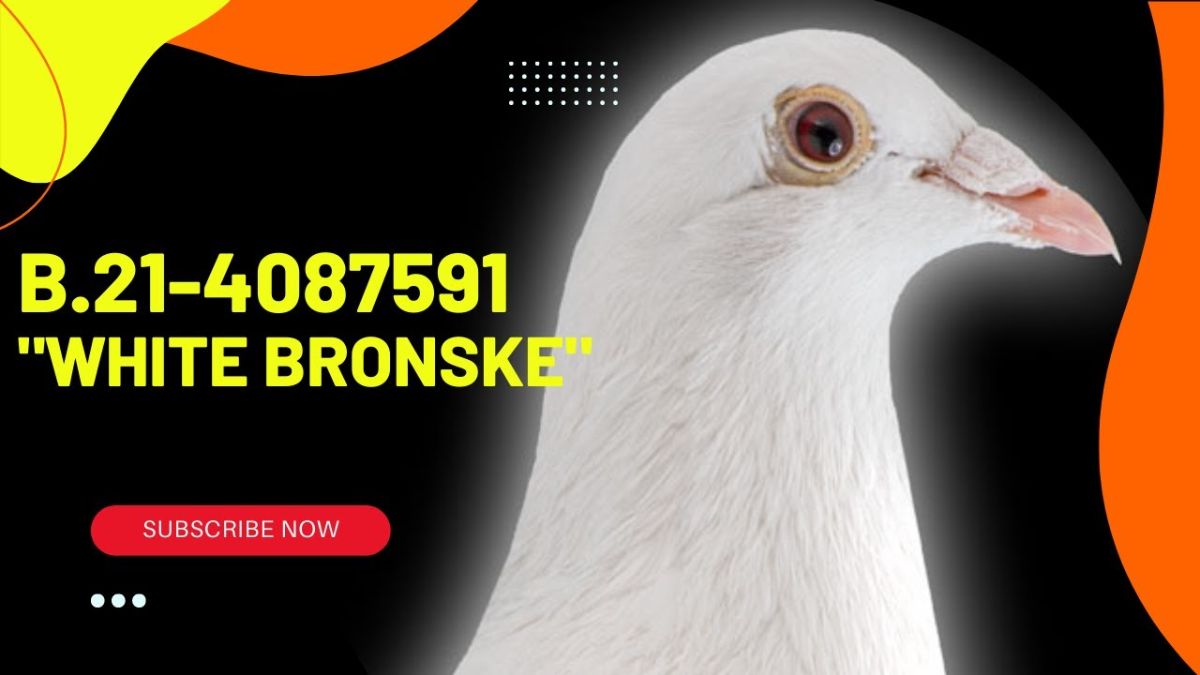 B.21-4087591 "White Bronske"