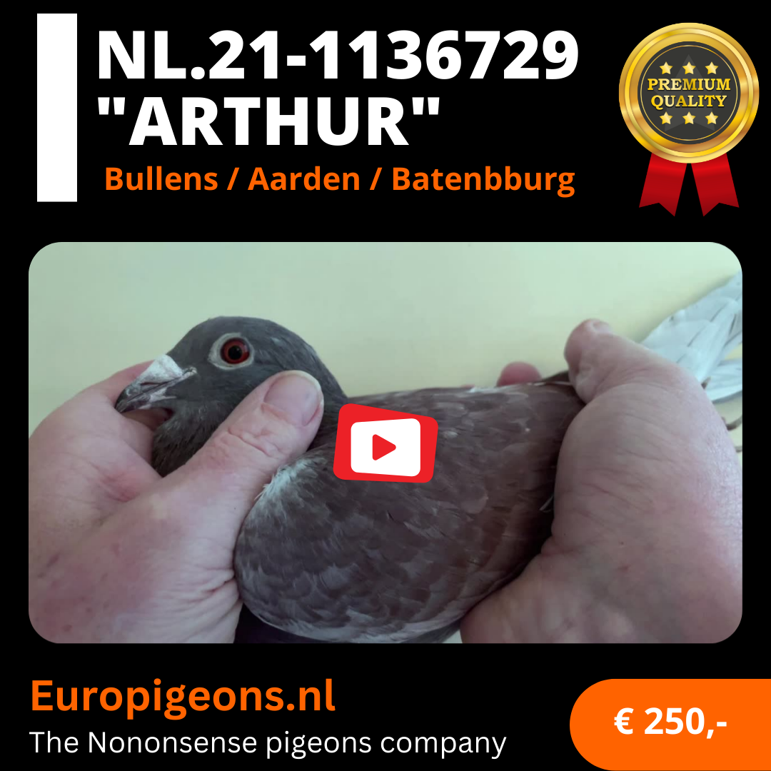 NL.21-1136729 "Arthur"