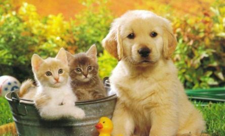 Transporting Your Pet, Animal Registration, Legal Requirement for Liability Insurance, Vet Services, Veterinarian Services, Animal Welfare in Spain