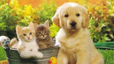 Transporting Your Pet, Animal Registration, Legal Requirement for Liability Insurance, Vet Services, Veterinarian Services, Animal Welfare in Spain