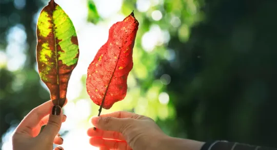 A influência das estações do ano na necessidade de limpeza de tapetes