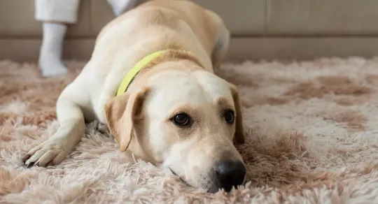 Limpeza de carpetes em lares com animais de estimação
