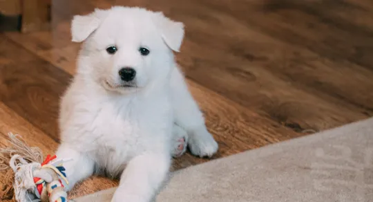 Como limpar urina de cachorro do tapete: passo-a-passo