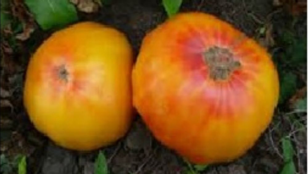 каталог помидор натальи карповой. Смотреть фото каталог помидор натальи карповой. Смотреть картинку каталог помидор натальи карповой. Картинка про каталог помидор натальи карповой. Фото каталог помидор натальи карповой каталог помидор натальи карповой. Смотреть фото каталог помидор натальи карповой. Смотреть картинку каталог помидор натальи карповой. Картинка про каталог помидор натальи карповой. Фото каталог помидор натальи карповой