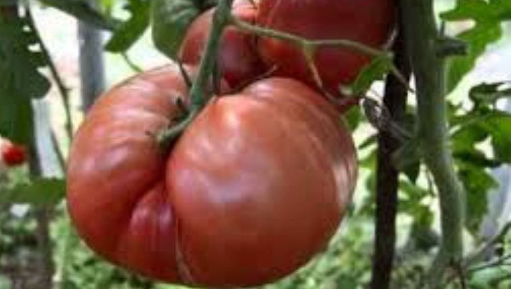 каталог помидор натальи карповой. Смотреть фото каталог помидор натальи карповой. Смотреть картинку каталог помидор натальи карповой. Картинка про каталог помидор натальи карповой. Фото каталог помидор натальи карповой каталог помидор натальи карповой. Смотреть фото каталог помидор натальи карповой. Смотреть картинку каталог помидор натальи карповой. Картинка про каталог помидор натальи карповой. Фото каталог помидор натальи карповой